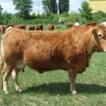 Kovászna 2013